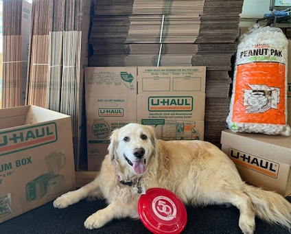 Bella the dog posing with moving supplies